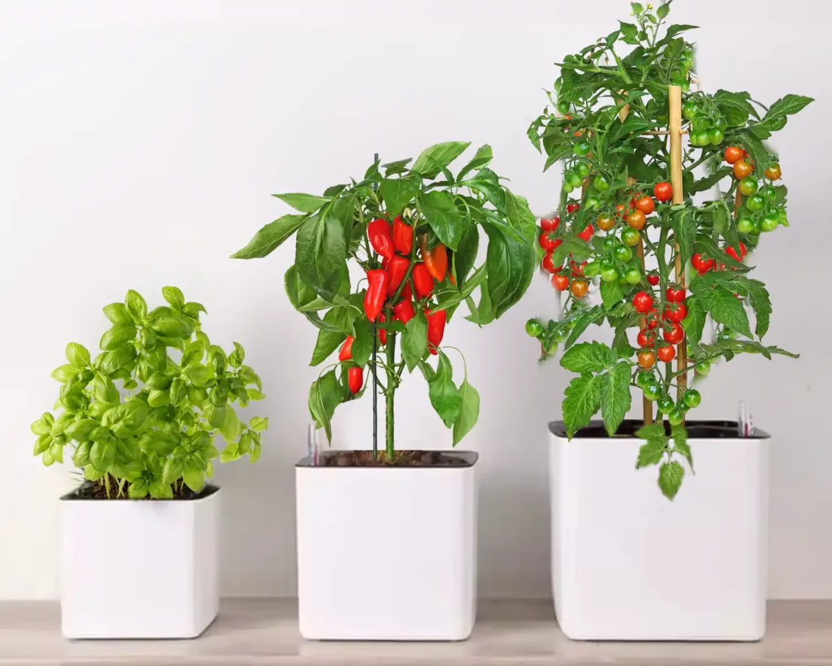 Selfwatering pots - Image 2
