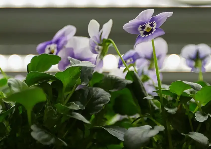 Spiselige-blomster_850x850